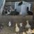 Chicks/Started birds/ layer pullets/ rare chicks 4 thumbnail