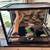 Reptile tank for sale 1 thumbnail