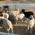 Sheep 4 thumbnail