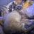 Lynx point siamese cat 3 thumbnail