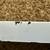 White Microwave Trim— *A Few Scuffs (See Pix) *This was in our RV 5 thumbnail