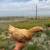 11-9 week old chicks 2 thumbnail