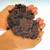 Premium Coconut Coir for Organic Use (OMRI Listed) 4 thumbnail