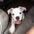 American Bully for sale female $3500 6 thumbnail