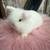 Pedigreed Holland lops 1 thumbnail