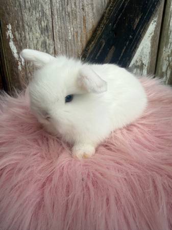 Pedigreed Holland lops 1