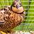 Button quails 3 thumbnail