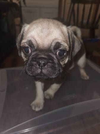 5 pugs pug 4 machos 1 hembra (Tacoma)64032525152258123