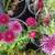 Marguerite Daisy - plants 3 thumbnail