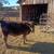 Fair steer 1 thumbnail