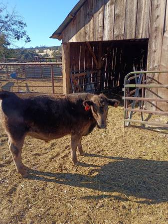 Fair steer 1