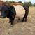 Mini bulls 6 thumbnail