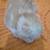Scottish chinchilla fold baby kittens 3 thumbnail