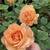 Beautiful David Austin Roses and More 1 thumbnail