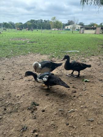 Duck 1