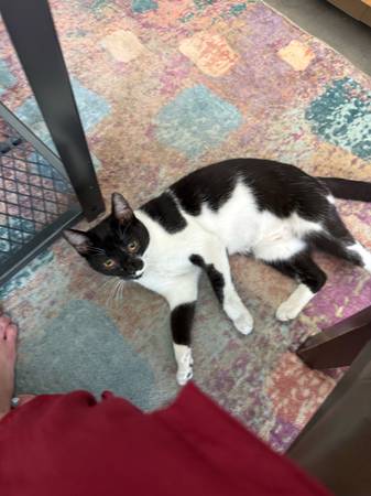 Gato encontrado negro y blanco (Emeryville)63861677476737120