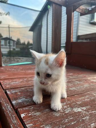 White cat63688936064257123