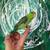 Parrotlets 10 thumbnail