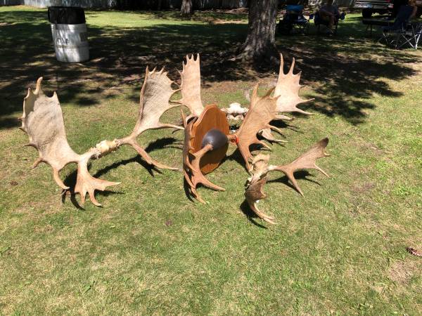 4 minnesota moose racks antlers - $150 (Nelson)63471095108097123