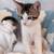 Kittens for free 9 thumbnail