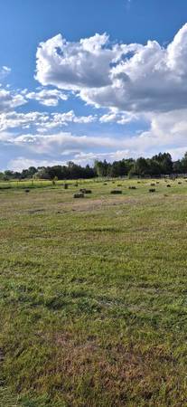 Fresh cut local Grass Hay 1
