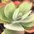 Houseplants Galore 5 thumbnail