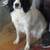 Lost Springer spaniel 1 thumbnail