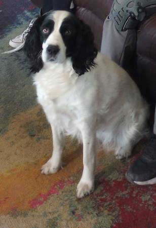 Lost Springer spaniel 1