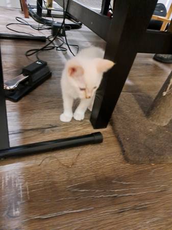 Flamed point white kitten male (Gladstone)63916214461443121