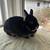 Netherland Dwarf Rabbits 1 thumbnail
