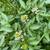 Watercress, the perfect pond filtering plant or hydroponic plant 1 thumbnail