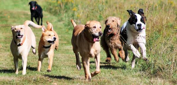 Pet Waste Disposal Business - Protected CT Territory 1