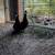 Cayuga Ducks 1 thumbnail