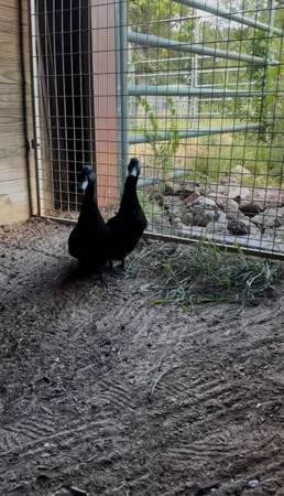 Cayuga Ducks 1