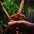 Red Phantom Crested Geckos 2 thumbnail