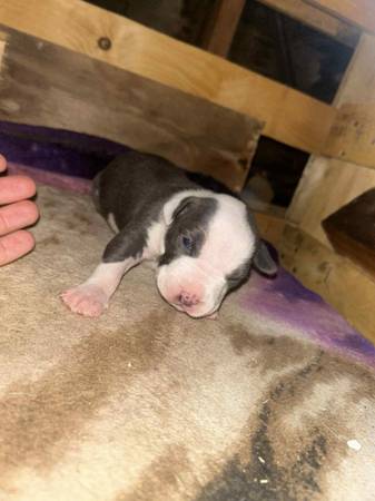 Pitbull Puppies for Adoption (Indio)63920646518275124
