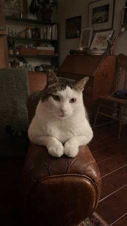 Berkeley 1-Bdrm Apt Available w/ Adorable Loving Cat 7/1 - 7/14 1