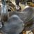 13” Big Horn 113 Barrel Saddle is a traditional children's saddle 4 thumbnail