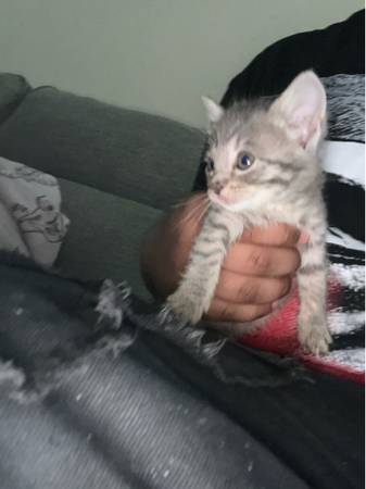 Kittens disponibles (Silver Spring)449367769445847040