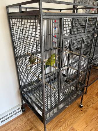 Quaker & conure 1