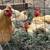 Buff Orpington Chickens 5 thumbnail