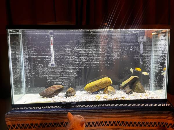 55 or 60 gallon fish tank 1