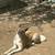 2 Y/O female American Akita 2 thumbnail