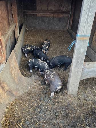 IPP piglets 1