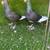 Syria Pigeons 9 thumbnail