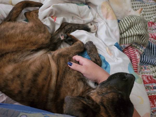 Sweet Treeing Cur (Paul's Valley)63681416877057121