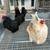Poultry 2 thumbnail