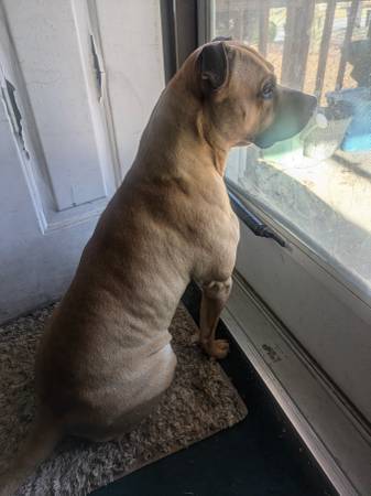 Rehoming 2 beautiful dogs (Fayetteville Nc/Fuquay/varina)63654755574401121