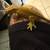 Crested Geckos 2 thumbnail