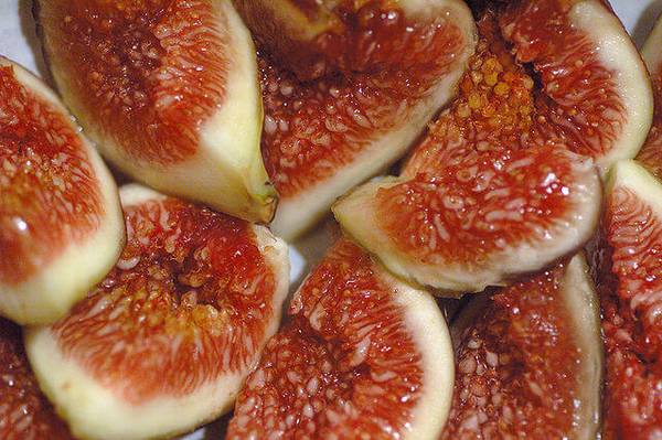 FIG TREES, ORGANIC 1